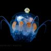 Hyperiidea riding the jellyfish. It's like an alien maneuvering a spaceship / Jellyfish umbrella width 20 mm / ID: D5A2329