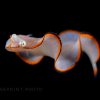 This fish resembles a color and a way to swim like a flatworm / Body length 20mm / ID: 30A5500
