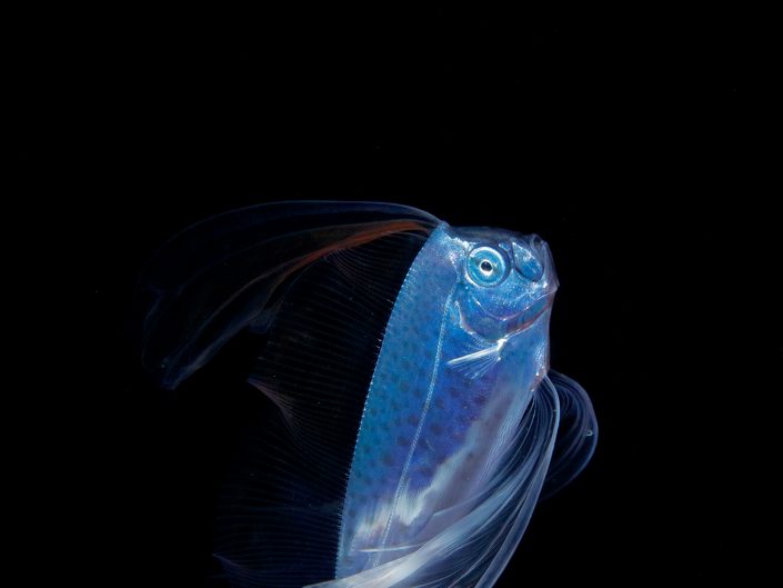 The larval Ribbonfish has thin and large dorsal fin or ventral fin / Body length 60mm / ID: 0D5A1345