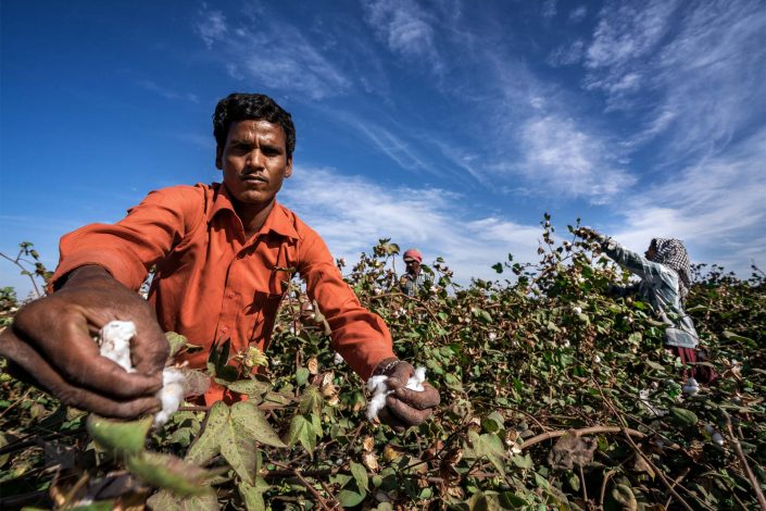 綿花の収穫 / ID: india17-36290