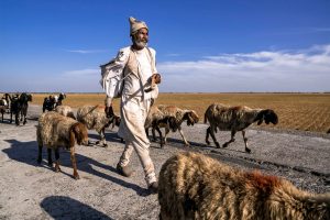 Journey of the shepherd / ID: india18-45296