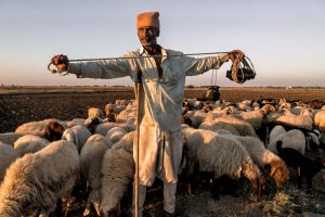 羊の水の確保 / ID: india18-47456