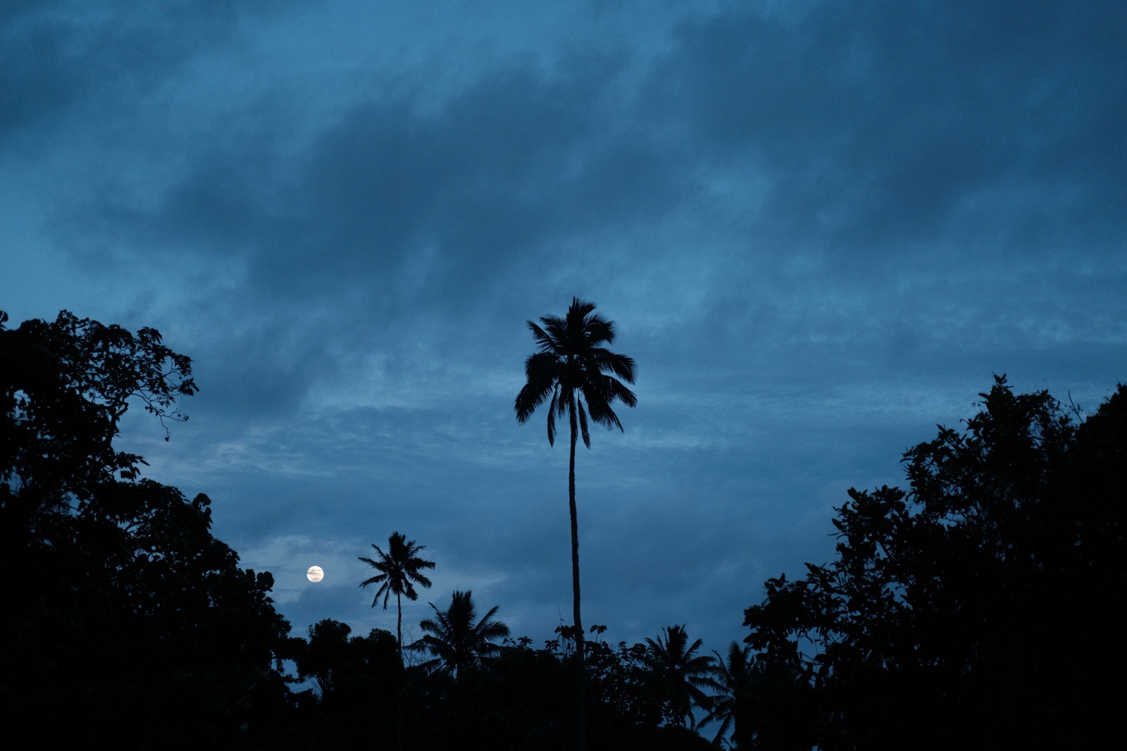 Cook Islands, 2018 | UT-on-the-shore-cook-islands-2018-X-11303