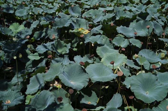 Kamakura | ID: OTSK-12