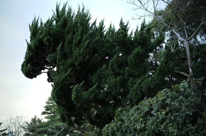 Kamakura | ID: OTSK-21