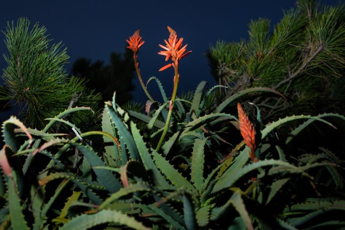 Kamakura | ID: OTSK-3