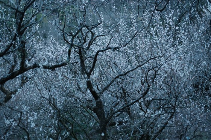 Kamakura | ID: OTSK-8